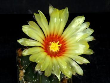 Plant with flower